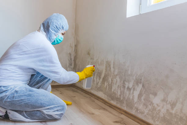 Mold Remediation specialist working in Hardyville