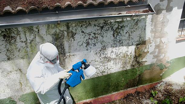 Mold Remediation service in Hardyville, Hardyville, VA